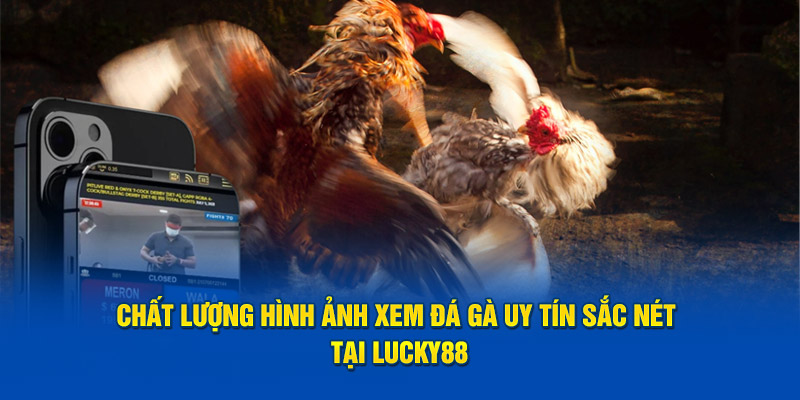 Chất lượng hình ảnh xem đá gà uy tín sắc nét tại LUCKY88