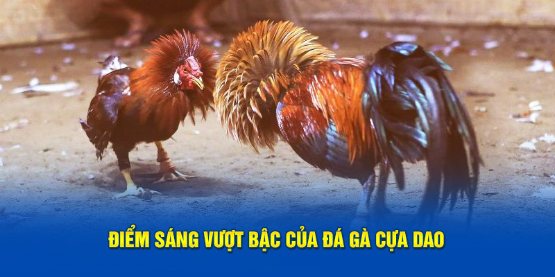 Điểm sáng vượt bậc của đá gà cựa dao