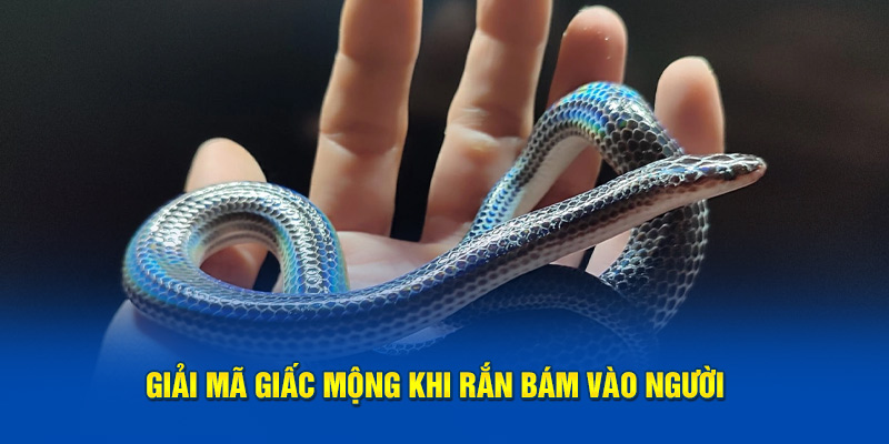 Giải mã giấc mộng khi rắn bám vào người