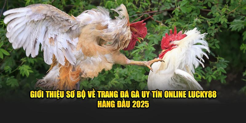 Giới thiệu sơ bộ về trang đá gà uy tín online lucky88 hàng đầu 2025