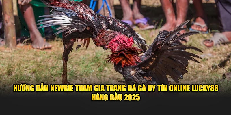     Hướng dẫn newbie tham gia trang đá gà uy tín online lucky88 hàng đầu 2025