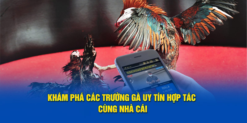 Khám phá các trường gà uy tín hợp tác cùng nhà cái