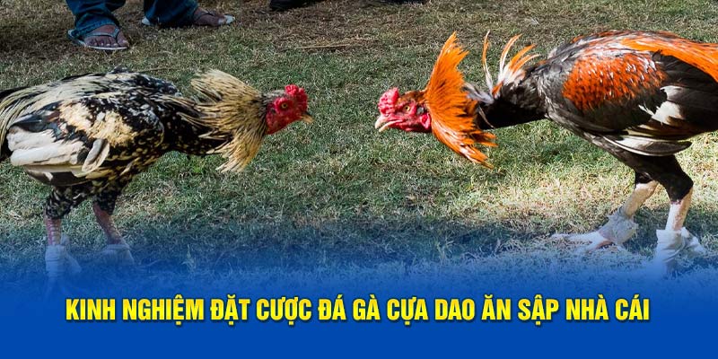 Kinh nghiệm đặt cược đá gà cựa dao ăn sập nhà cái