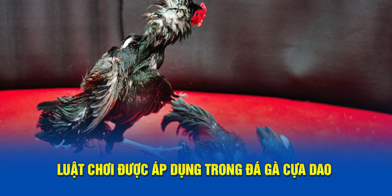 Luật chơi được áp dụng trong đá gà cựa dao