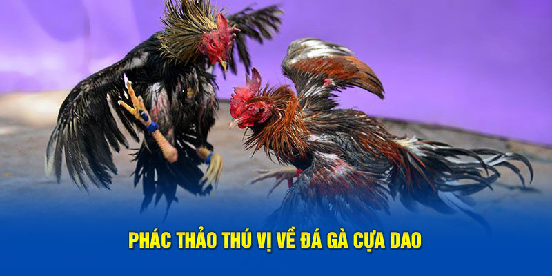 Phác thảo thú vị về đá gà cựa dao