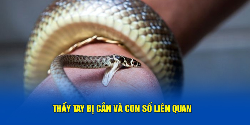 Thấy tay bị cắn và con số liên quan 