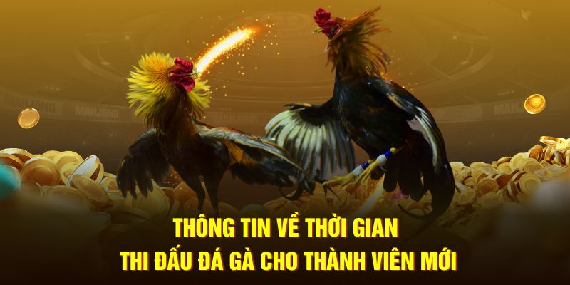 Thông tin về thời gian thi đấu đá gà cho thành viên mới