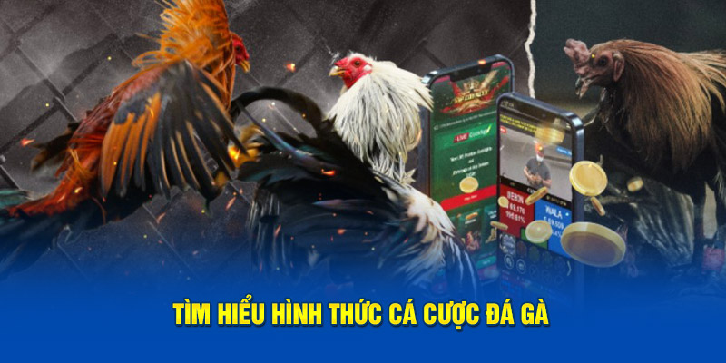 Tìm hiểu thông tin hình thức cá cược đá gà