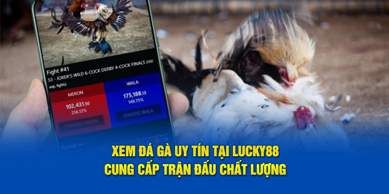 ảnh đại diện xem đá gà uy tín